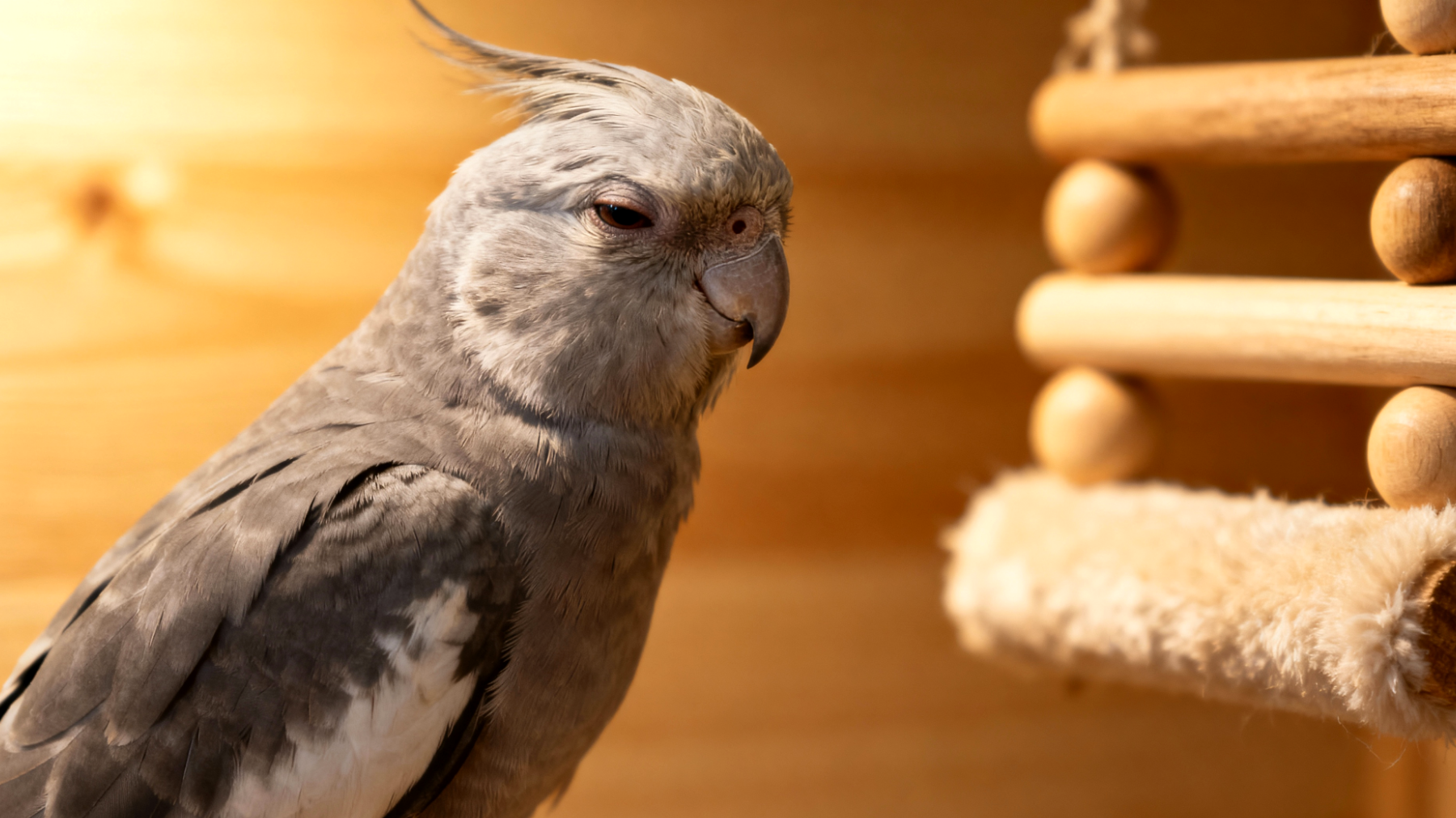 Ältere Nymphensittiche benötigen altersgerechte Beschäftigungsaktivitäten, da ihre körperlichen Fähigkeiten nachlassen und sie weniger aktiv werden, aber dennoch geistige Stimulation brauchen, um Langeweile und Verhaltensprobleme zu vermeiden"